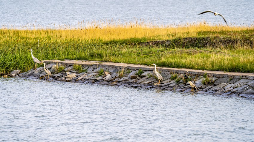 向海,鳥兒的樂園。(戈馳川供圖)