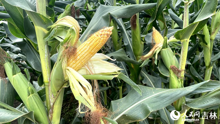 長勢喜人的玉米。人民網(wǎng) 李思玥攝