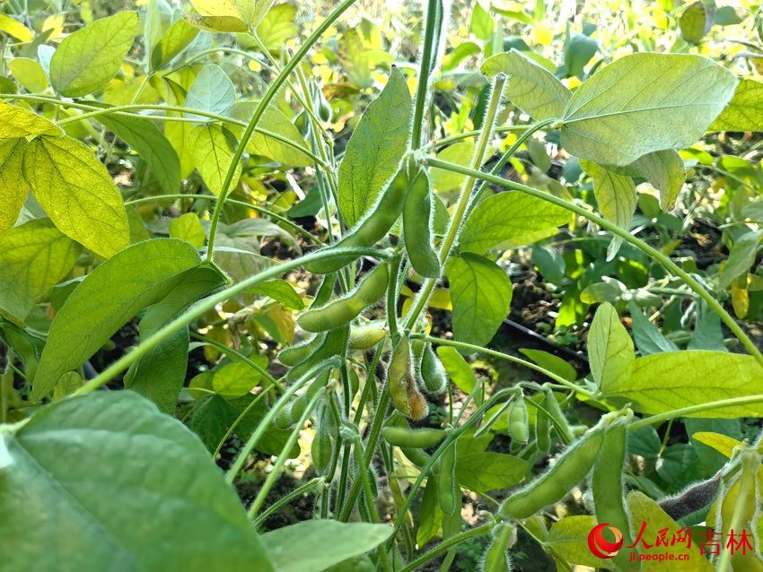 公主嶺市擴種大豆迎豐收。人民網 馬俊華攝