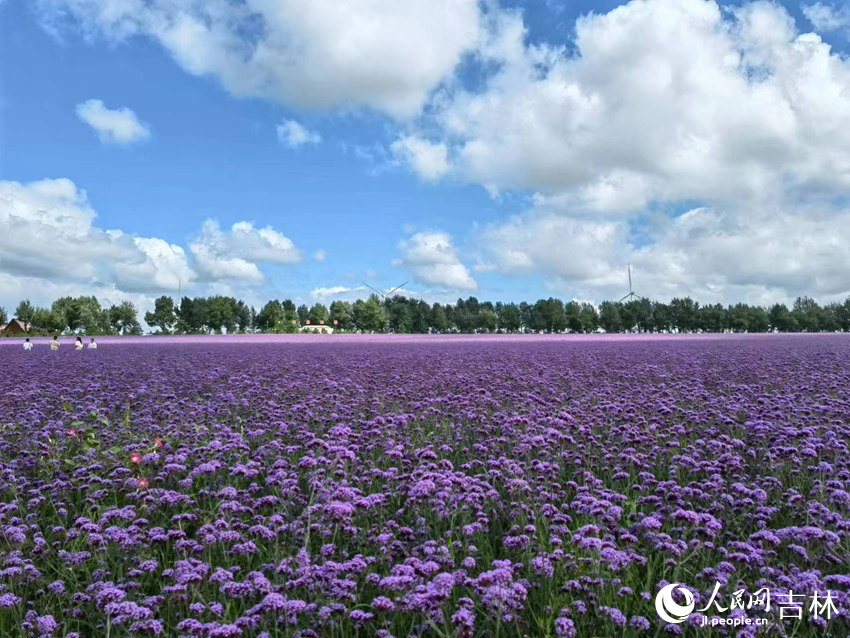 契丹島百花園。人民網記者 馬俊華攝