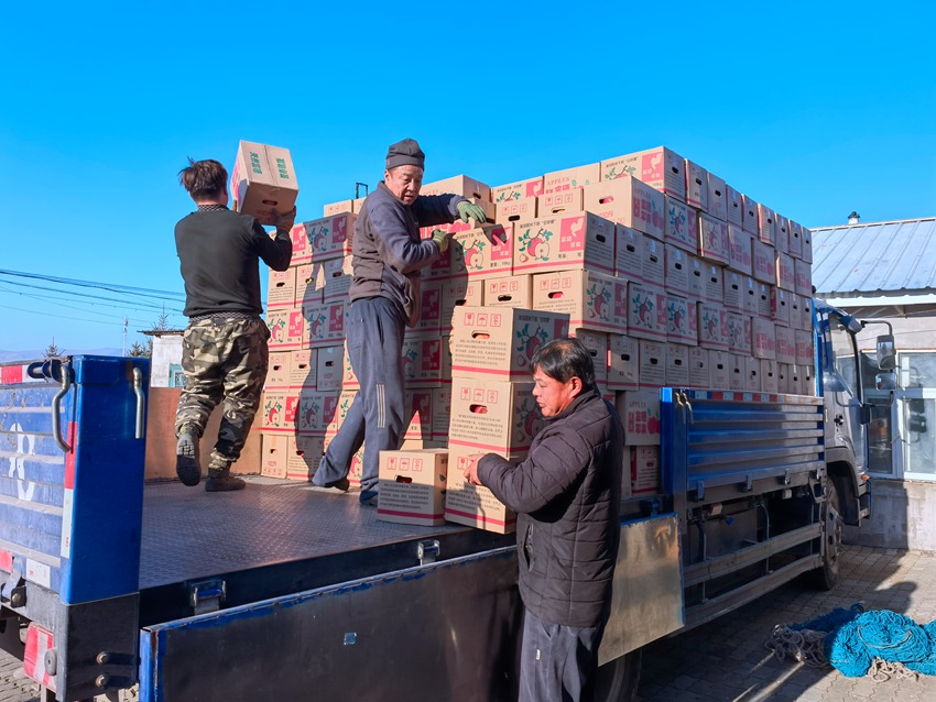 果農們正在搬運打包好的蘋果。人民網記者 馬俊華攝