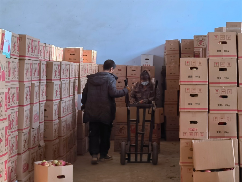 果農們在已建好的蘋果倉庫挑果裝箱。人民網記者 馬俊華攝