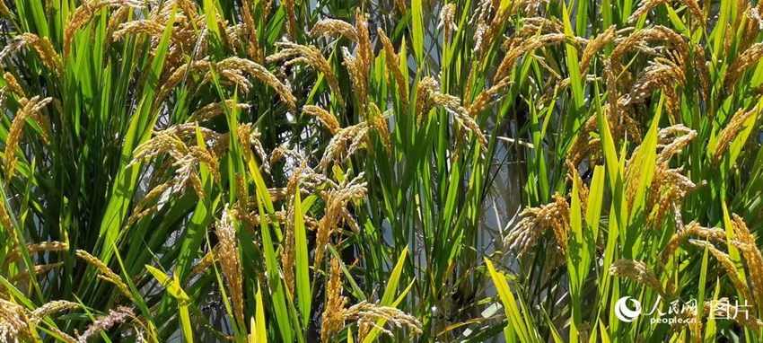 9月，吉林省德惠市稻穗金黃，秋收在望。人民網(wǎng)記者 王帝元攝