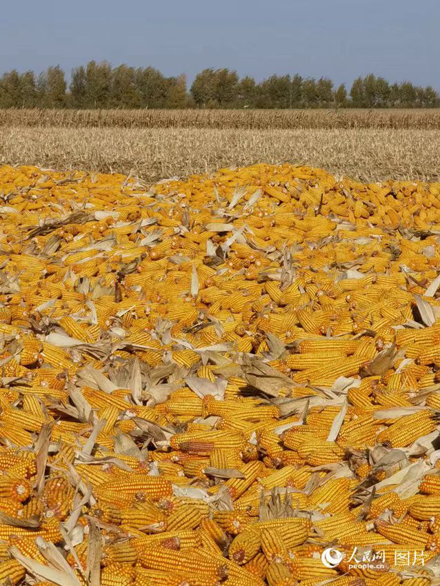 10月，在吉林省松原市伯都鄉(xiāng)，田間地頭、村居庭院處處可見(jiàn)金黃，遍地的豐收景象。人民網(wǎng)記者 李洋攝