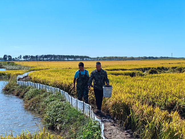 王洪巖(右1)在稻田中忙碌。(資料照片)人民網記者李洋 攝