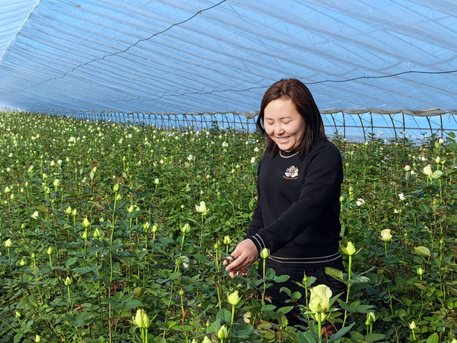 楊雪在大棚中查看鮮花長勢。(資料照片)人民網記者 李洋攝