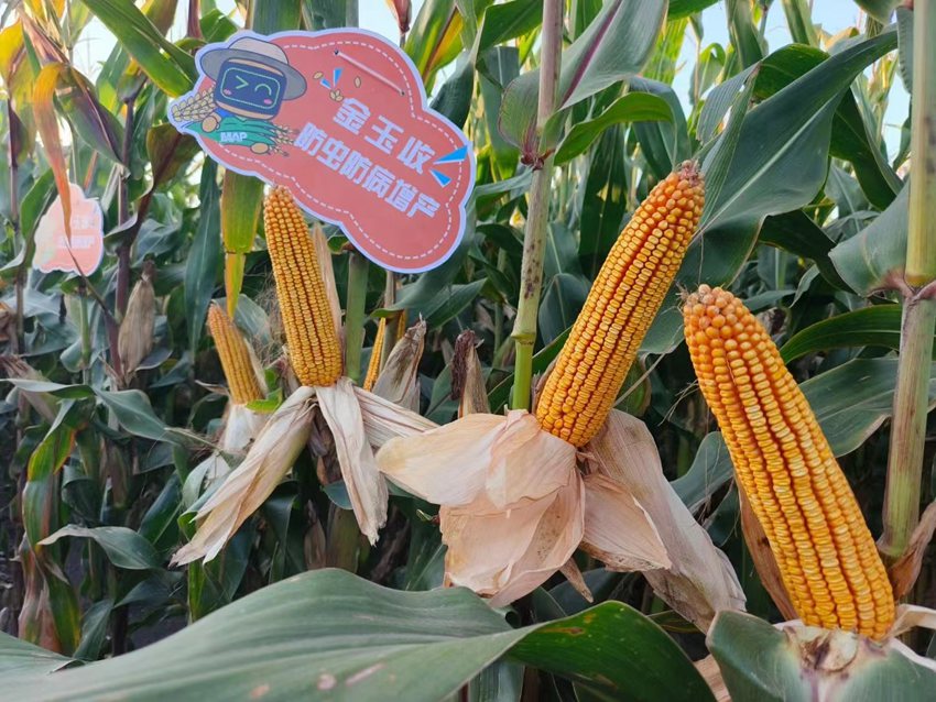 德惠市田源家庭農場玉米喜獲豐收。（德惠市委宣傳部供圖）