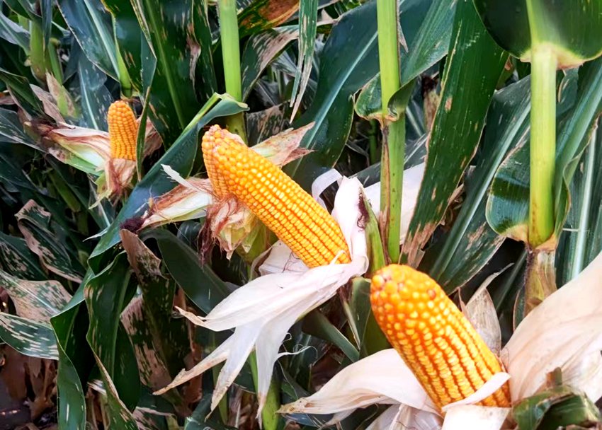德惠市文興農資專業合作社種植的玉米。（德惠市委宣傳部供圖）