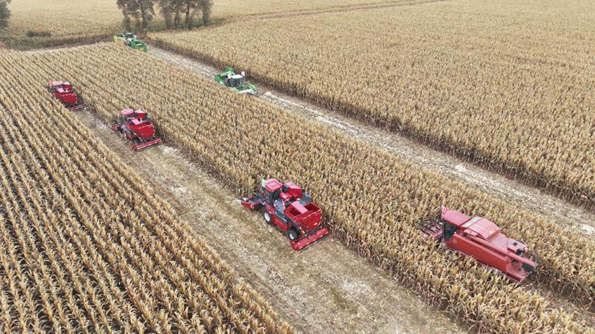 德惠市糧食產量再創新高，總產值突破50億斤。(德惠市委宣傳部供圖）