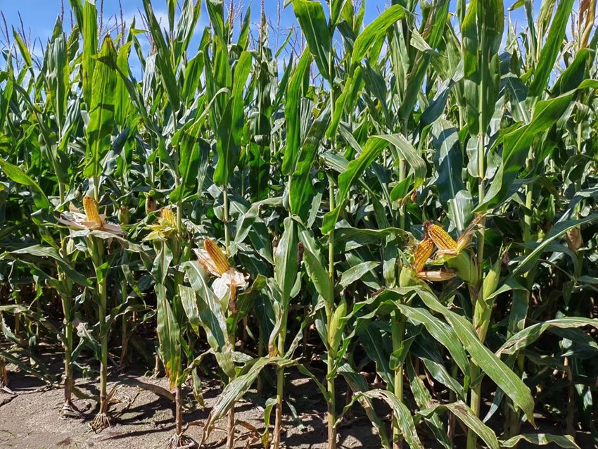 德惠市大房身鎮劉雨種植養殖專業合作社的玉米地。（德惠市委宣傳部供圖）