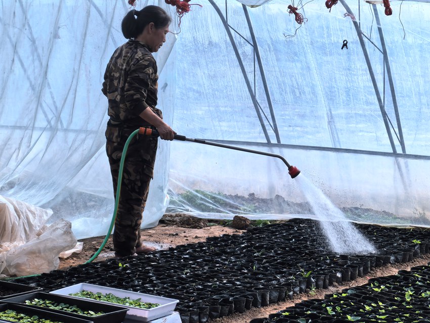 楊家村村民給花苗澆水。人民網記者 王海躍攝