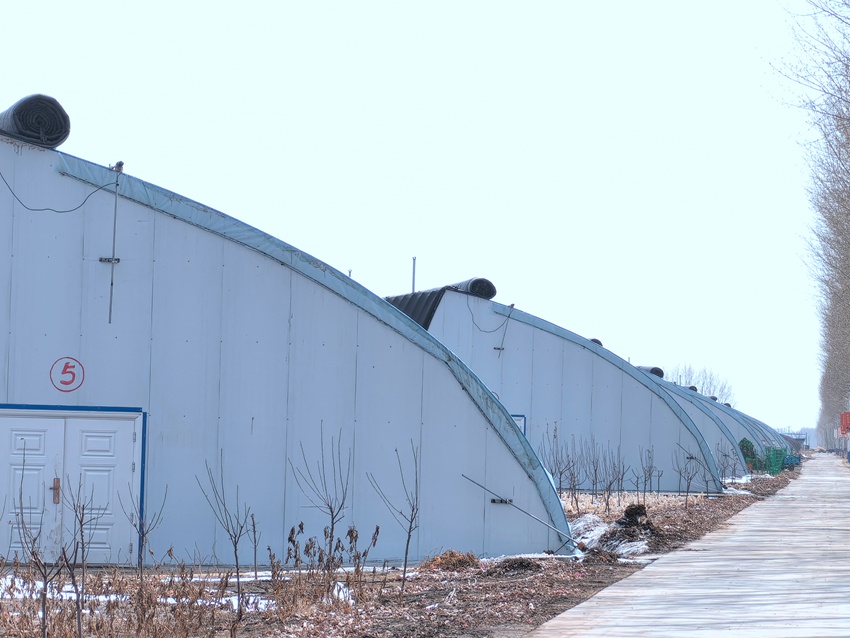 楊家村大棚連片。人民網記者 王海躍攝