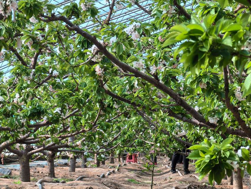 楊家村引進油蟠桃、大櫻桃、火龍果、櫻桃、葡萄等果蔬品種。人民網記者 王海躍攝