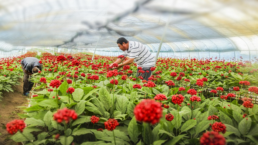萬良鎮人參種植基地參果正紅。（撫松縣委宣傳部供圖）