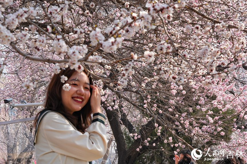 吉林大學杏花次第綻放，吸引市民游客拍照留念。人民網記者 李洋攝