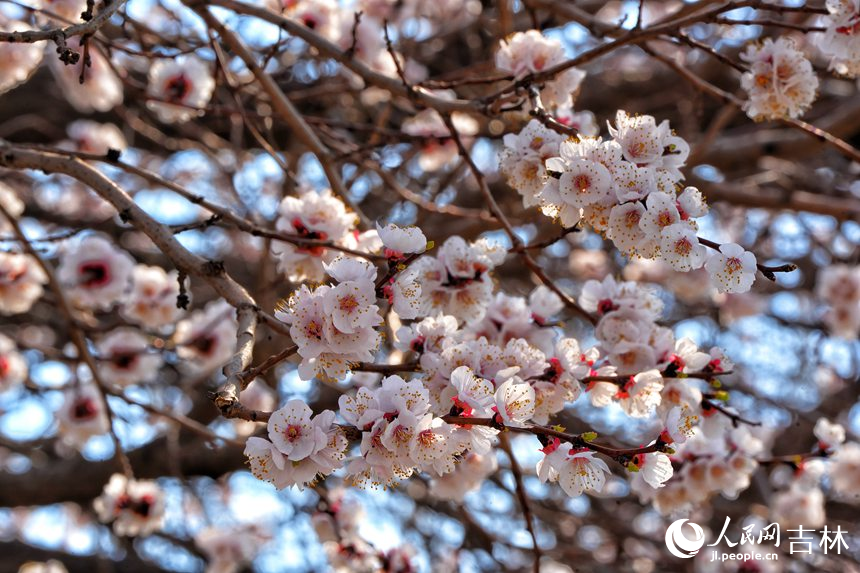 谷雨時(shí)節(jié)，吉林長(zhǎng)春杏花次第綻放。人民網(wǎng)記者 李洋攝
