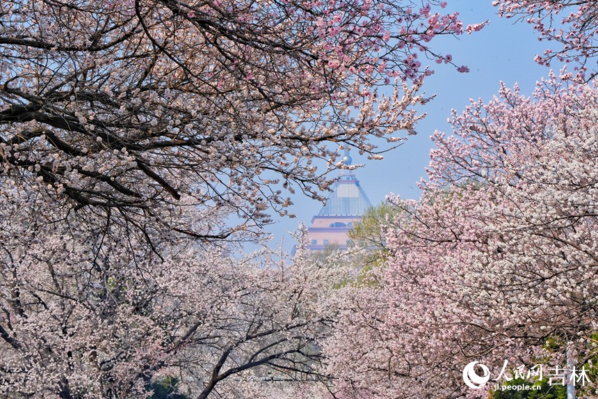谷雨時(shí)節(jié)，吉林長春杏花次第綻放，如云似霞。人民網(wǎng)記者 李洋攝