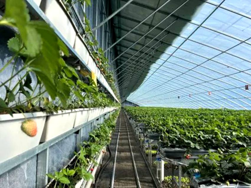 寒地高架草莓種植。