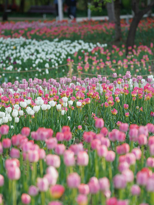 網(wǎng)紅打卡地——長春公園。人民網(wǎng)記者 李洋攝