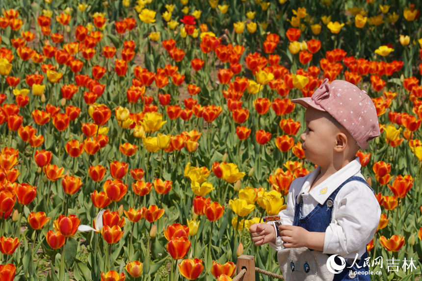 郁金香盛開(kāi)。人民網(wǎng)記者 李洋攝