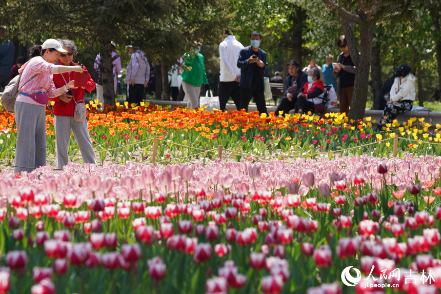 郁金香盛開。人民網(wǎng)記者 李洋攝