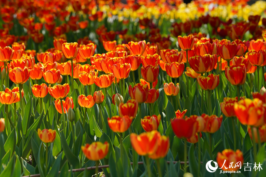 郁金香盛開。人民網(wǎng)記者 李洋攝