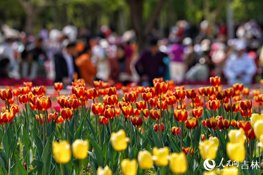 郁金香盛開。人民網記者 李洋攝