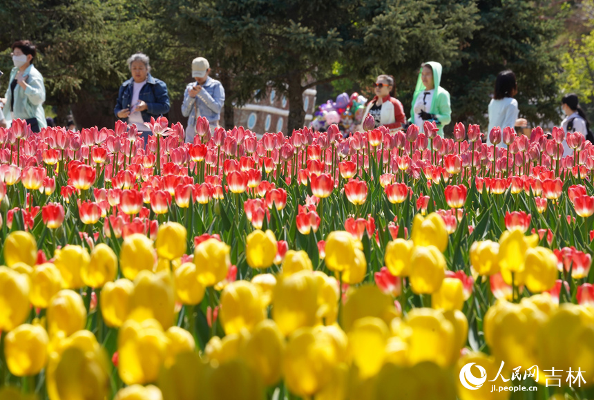 長春公園郁金香綻放。人民網記者 李洋攝