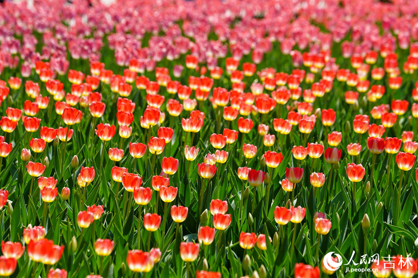 郁金香盛開。人民網記者 李洋攝