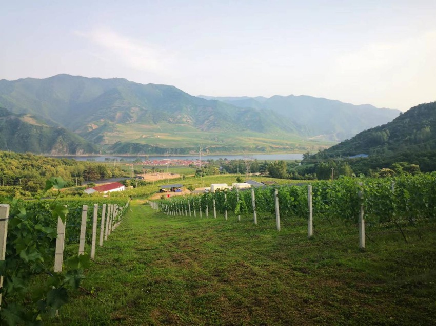 吉林集安山葡萄科技小院。（吉林集安山葡萄科技小院供圖）