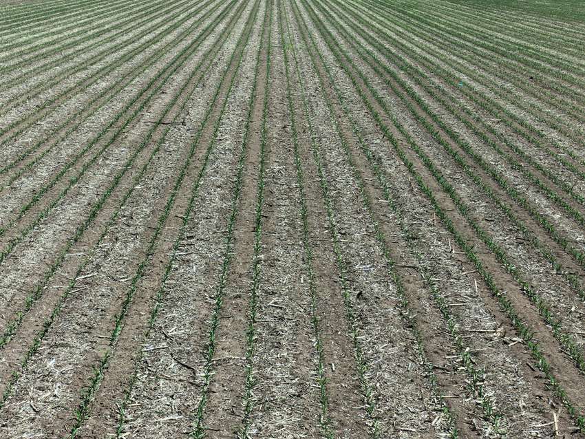 國家百萬畝綠色食品原料（玉米）標準化生產基地核心示范區。人民網記者 王海躍攝