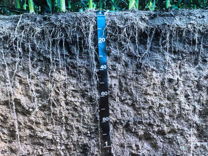 國家百萬畝綠色食品原料（玉米）標準化生產基地核心示范區黑土剖面層。人民網記者 王海躍攝