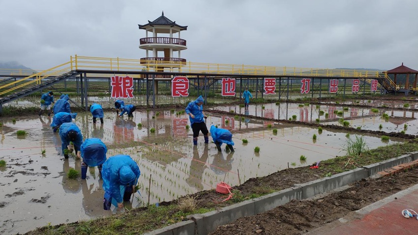 和龍稻米科技小院師生們正在進行水稻插秧。（和龍稻米科技小院供圖）
