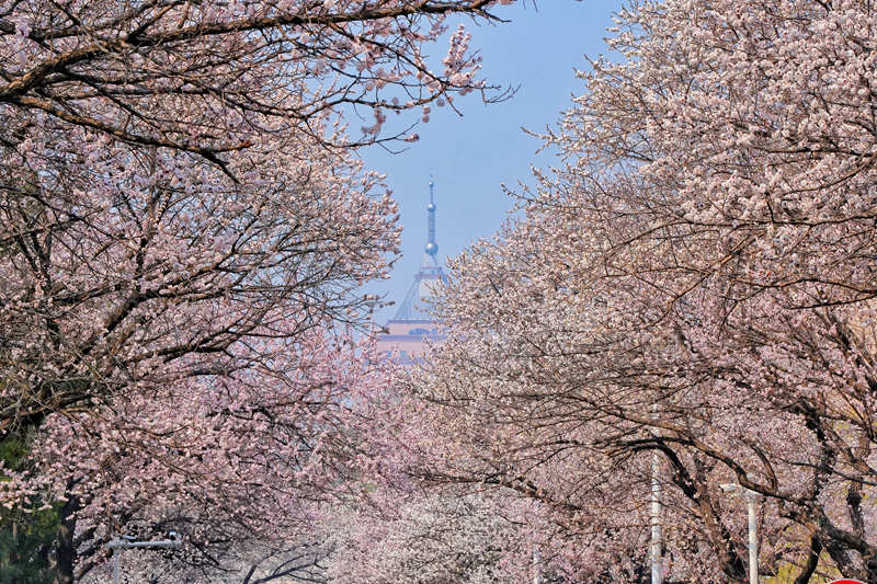 吉林大學杏花節。人民網記者 李洋攝