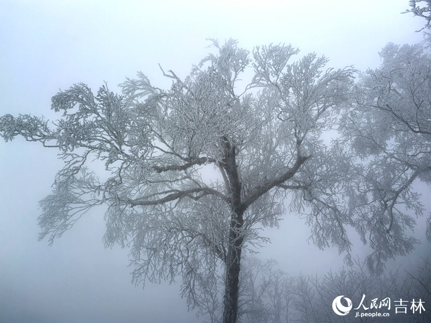 吉林市初雪玉樹銀花，分外妖嬈。人民網記者 王海躍攝