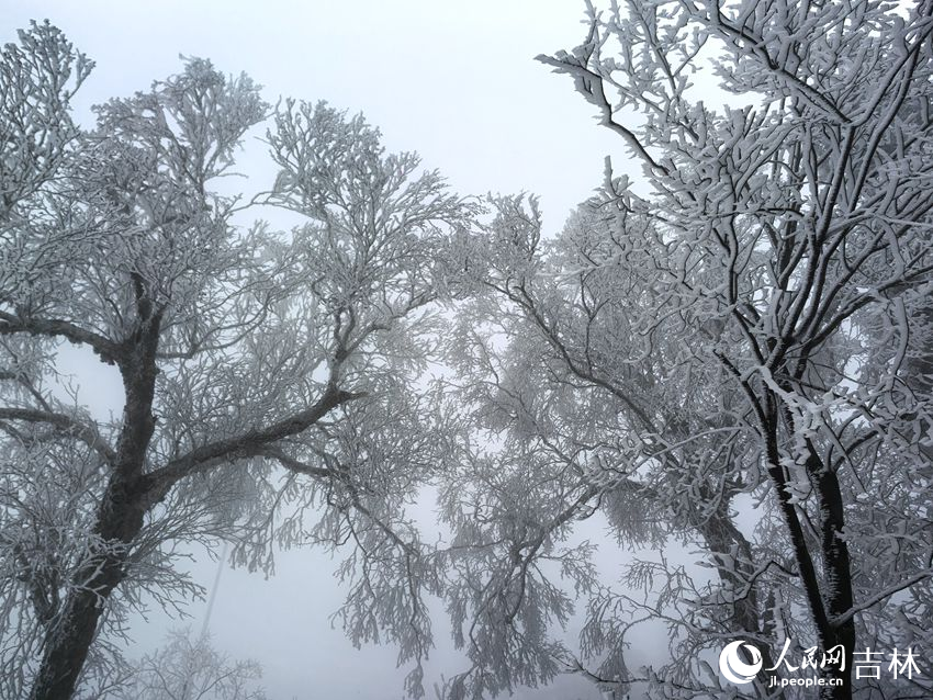 吉林市初雪玉樹銀花，分外妖嬈。人民網記者 王海躍攝