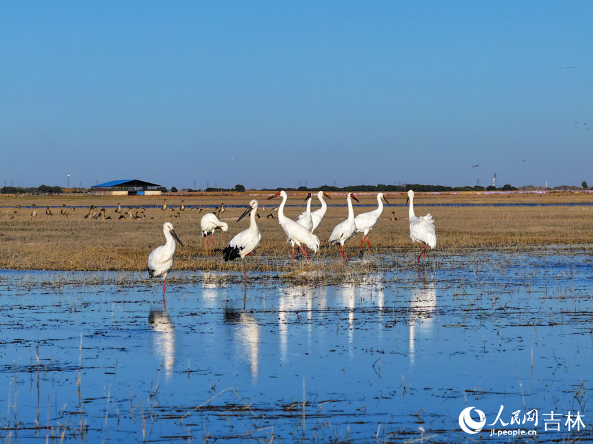 吉林莫莫格濕地迎候鳥(niǎo)南遷高峰期【5】
