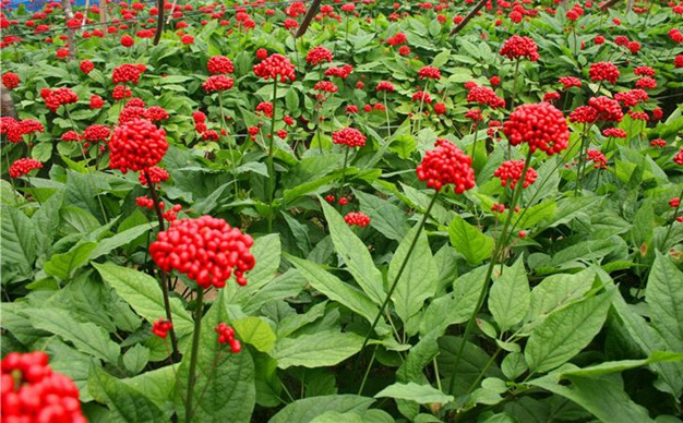 “貨真價實、優質優價”鑄就撫松縣人參產業高質量發展