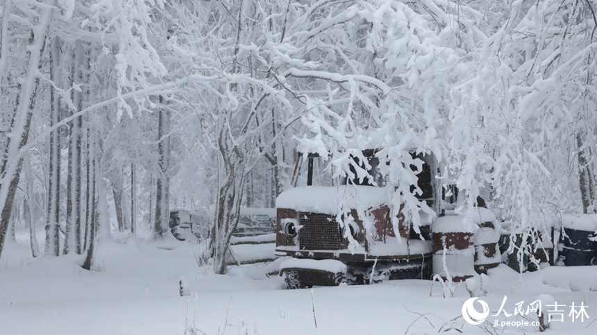 隨著一場大雪降臨，老里克湖松林被潔白的雪凇裝點得如詩如畫。人民網(wǎng)記者 李洋攝