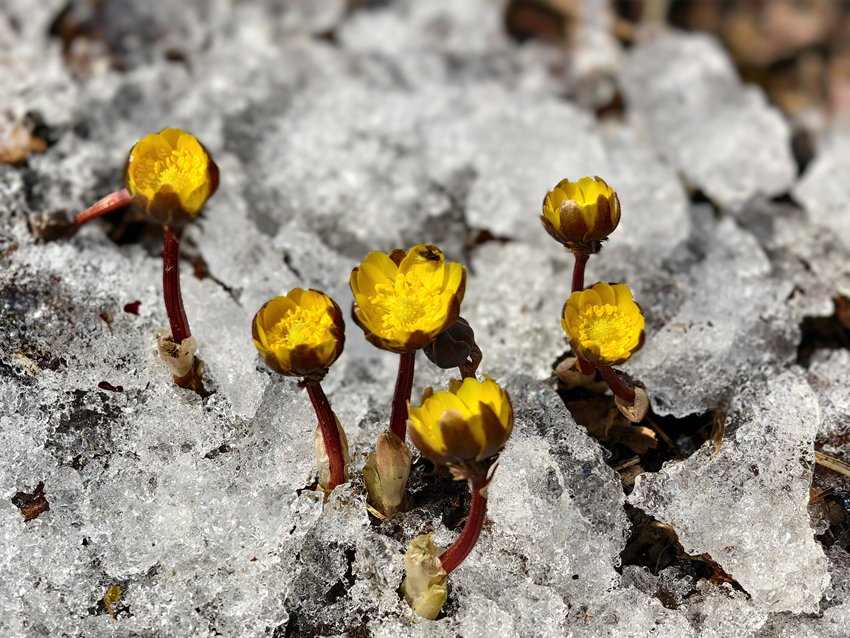 凈月潭國家森林公園內破冰綻放的冰凌花 鄭智文攝