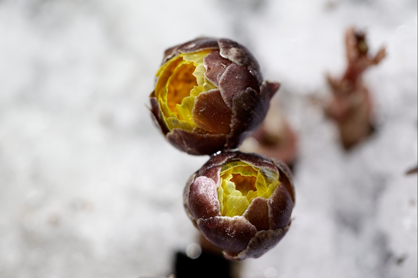 含苞待放的冰凌花