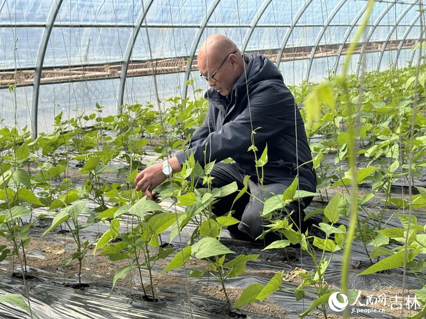 南崗子村的溫室大棚內綠意盎然。人民網記者 李思玥攝