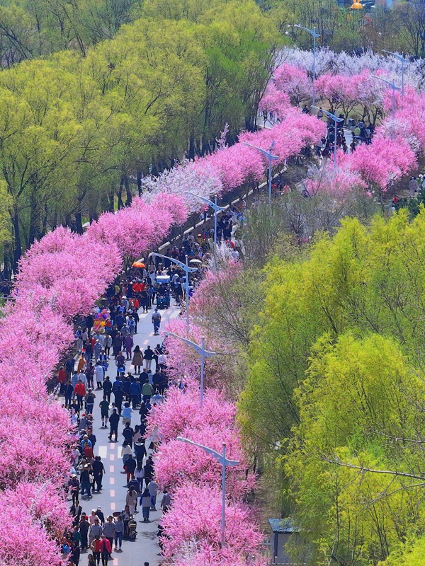 梅花盛開(kāi)匯成了一條綿延數(shù)里的花海長(zhǎng)廊。人民網(wǎng)記者 李洋攝