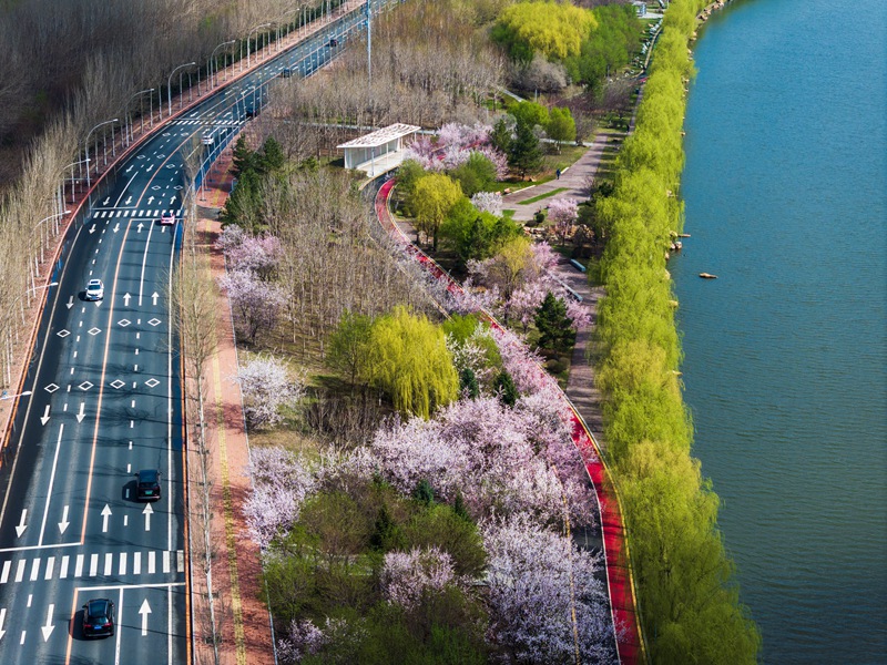 春日里,長(zhǎng)春伊通河畔花開(kāi)正艷。李向東 攝