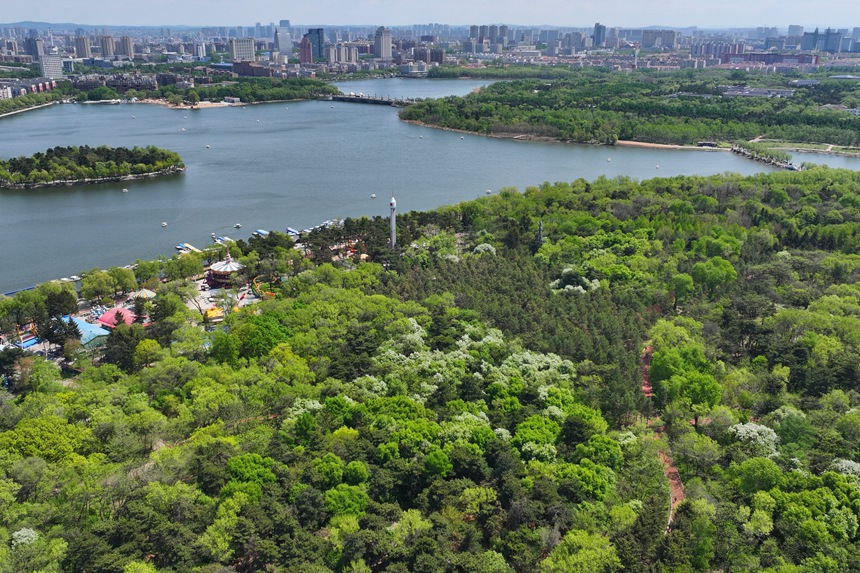 遠眺長春南湖公園滿目皆綠。人民網記者 李洋攝