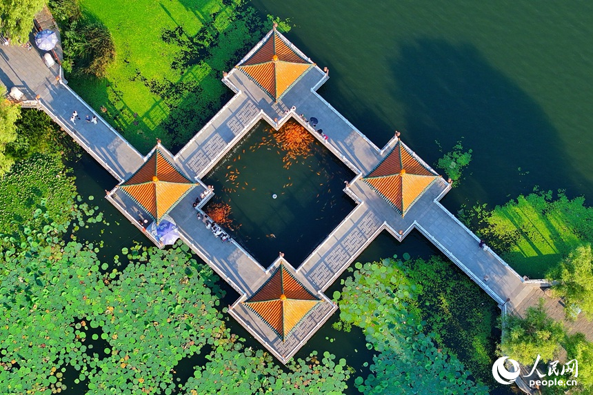 在長春地標“南湖四亭”，市民游客在清爽夏日里，賞荷花喂金魚。人民網記者 李洋攝