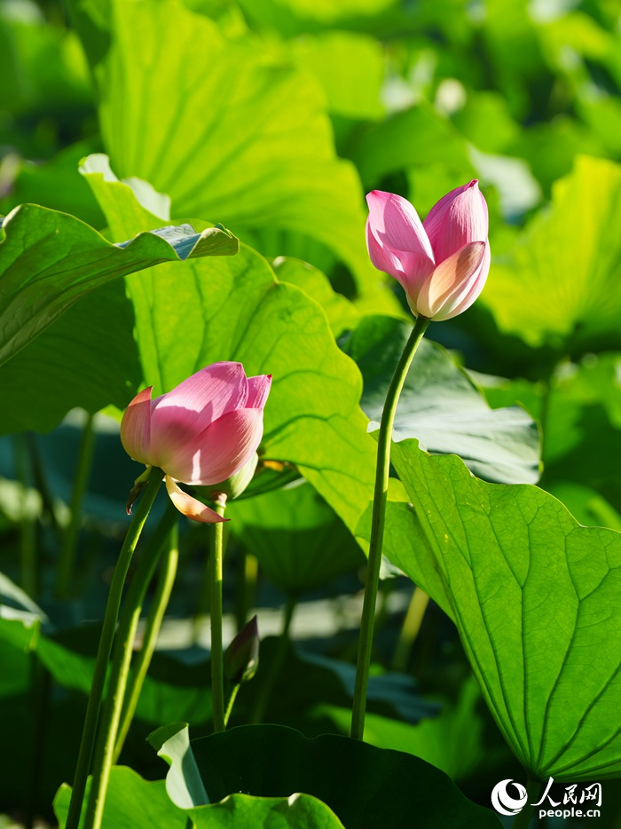 荷花綻放，風姿綽約。人民網記者 李洋攝