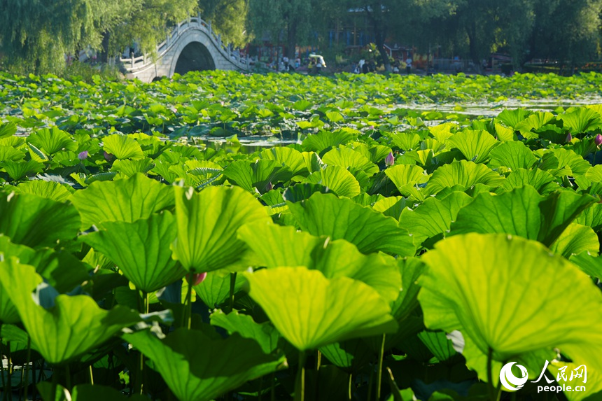 位于長春南湖公園的一池青蓮。人民網記者 李洋攝