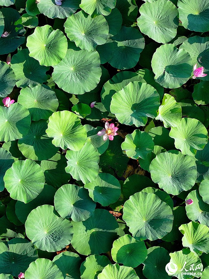 荷葉俯瞰。人民網記者 李洋攝