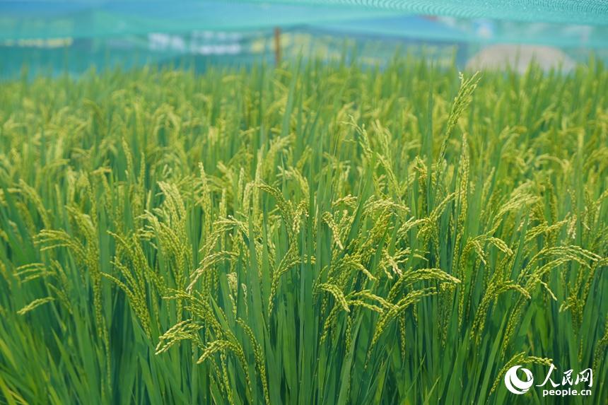 長(zhǎng)春農(nóng)博會(huì)上展示的農(nóng)作物優(yōu)良品種。人民網(wǎng)記者 李洋攝